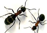 Ants Control, New Delhi