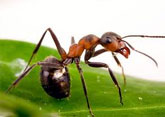 Ants Control, New Delhi