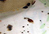 Bed Bugs Control, Delhi