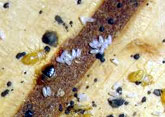 Bed Bugs Control, Delhi