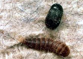 Carpet Beetle Control, Delhi