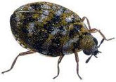 Carpet Beetle Control, Delhi