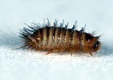 Carpet Beetle Control, Delhi