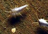 Silverfish Control, Delhi