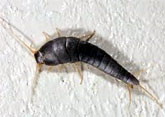 Silverfish Control, Delhi