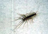 Silverfish Control, Delhi