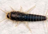 Silverfish Control, Delhi