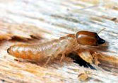 Termite Control