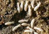 Termite Control