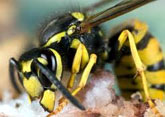 Wasps Control, Delhi